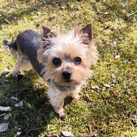 Masterpro Nivo Slider 3.x